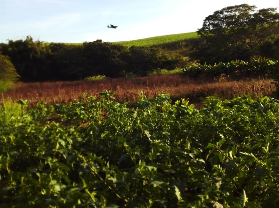 Encurralados pelo veneno: pesticidas lançados em monocultivos afetam saúde de quilombolas