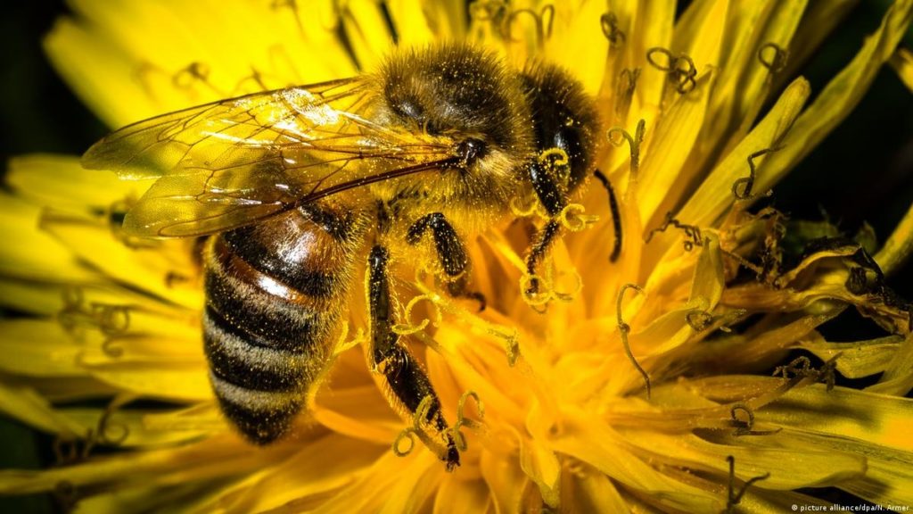Campeão em biodiversidade, Brasil luta para salvar abelhas, vítimas de agrotóxicos