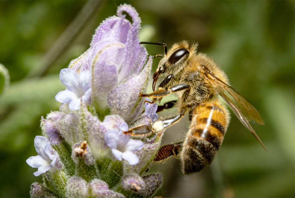Tiametoxam: Ibama restringe uso de agrotóxico letal a abelhas
