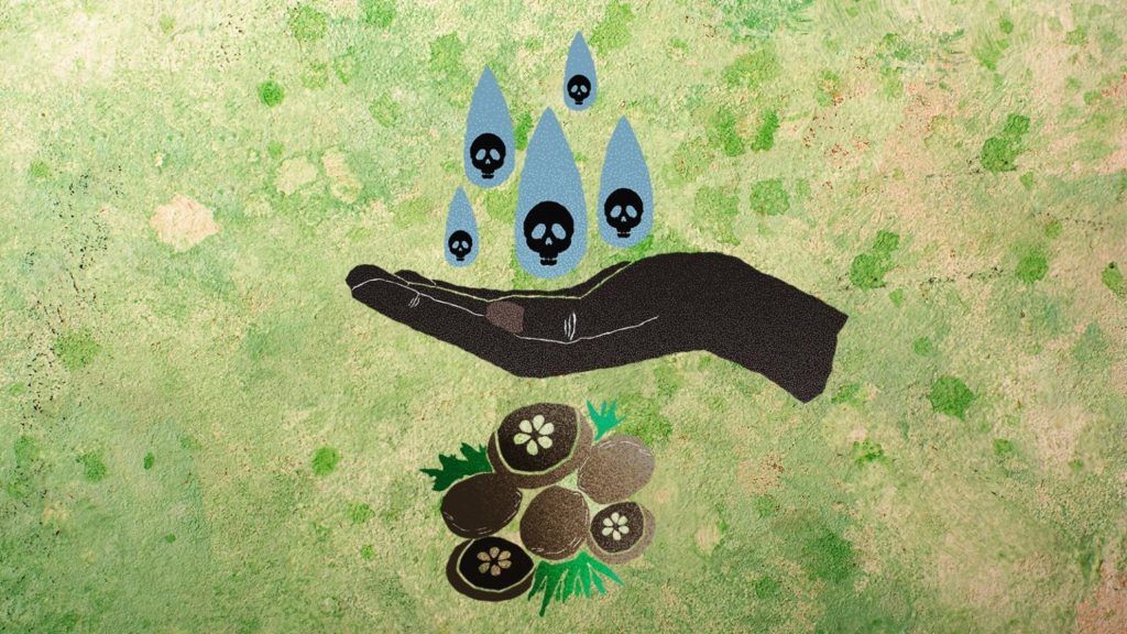 Fazendeiro manda, drone obedece: “chuva de veneno” ameaça extrativistas do babaçu em Lago do Junco (MA)