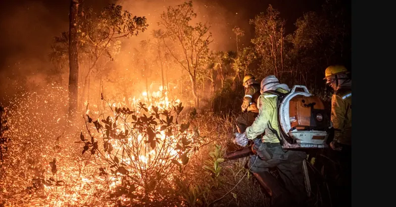 Com seca e ação humana, incêndios no Cerrado aumentam 117% em 2024; fazendas lideram áreas queimadas