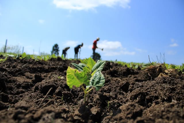 20 anos da Lei dos transgênicos e um país em insegurança alimentar e ambiental