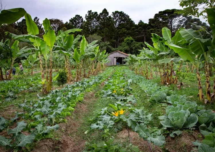 Lei Marco de Agroecologia fortalece combate à crise climática na América Latina e Caribe