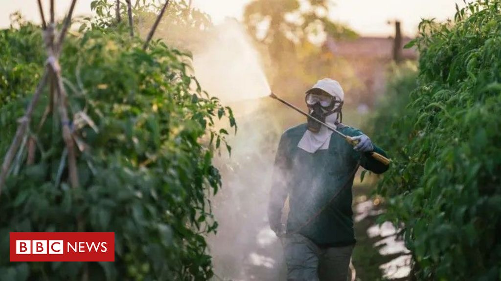 ‘As pessoas preferem não saber o que tem no tomate, alface ou morango, porque, se soubessem, não comeriam’