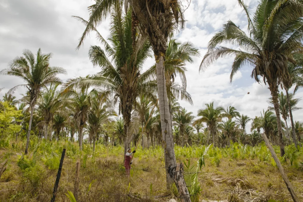 Chuva de agrotóxicos põe em risco produção orgânica das quebradeiras de coco babaçu: ‘Está poluindo os nossos cocais’