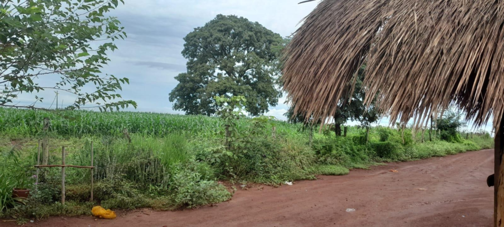 Relatório aponta impactos de agrotóxicos e avanço de mediação de conflitos em terras Guarani no MS