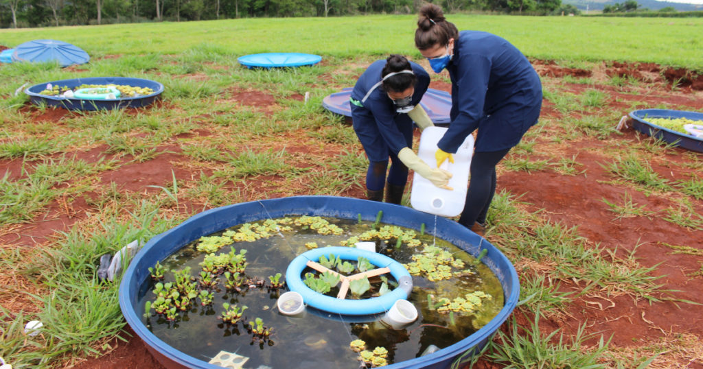 Experimentos indicam que agrotóxicos e fertilizantes desequilibram ecossistemas aquáticos