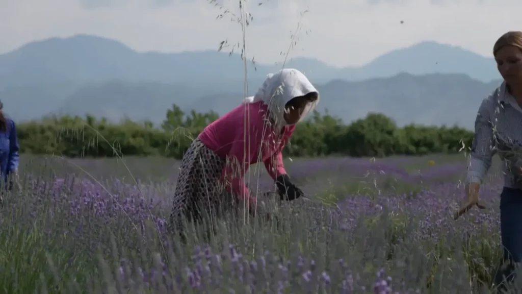 ‘Ciência patriarcal’ ignora efeitos de agrotóxicos em corpos femininos, aponta Jakeline Pivato