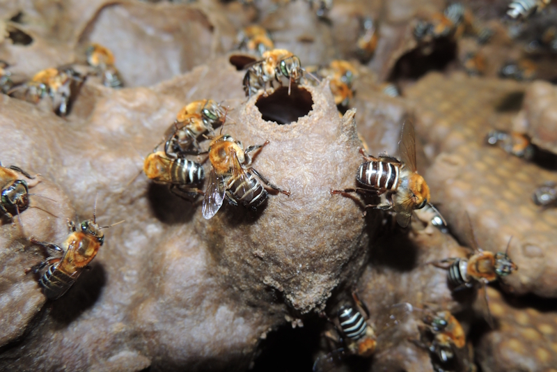 Abelhas nativas são as mais atingidas por pesticidas, mas legislações vigentes não consideram o grupo