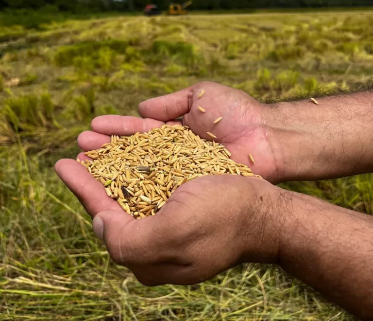 ‘Agroecologia é o caminho’: MST celebra 23ª Festa da Colheita do Arroz Agroecológico com foco em resiliência e alimento saudável