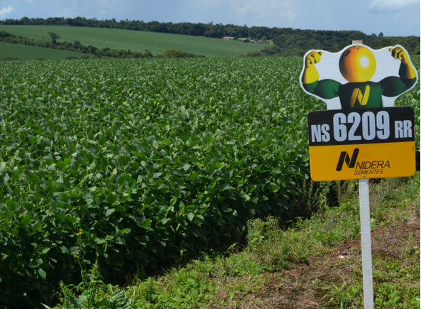 21 anos de transgênicos no Brasil: uso de agrotóxicos cresce 300%