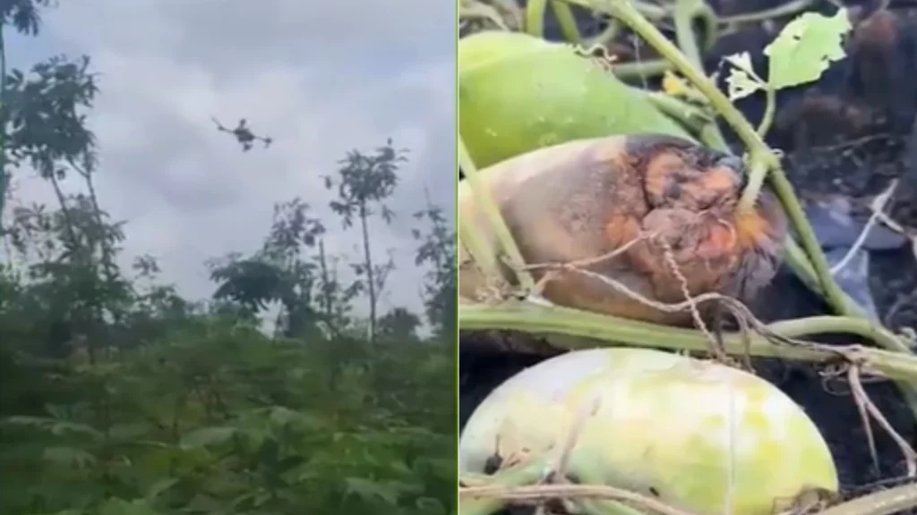 Mais de 220 comunidades são atingidas por agrotóxicos em 2026 no Maranhão, diz pesquisa