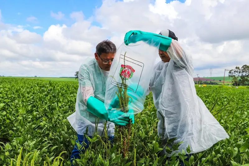 Caruru gigante, a planta super-resistente a agrotóxicos que ameaça produção de soja