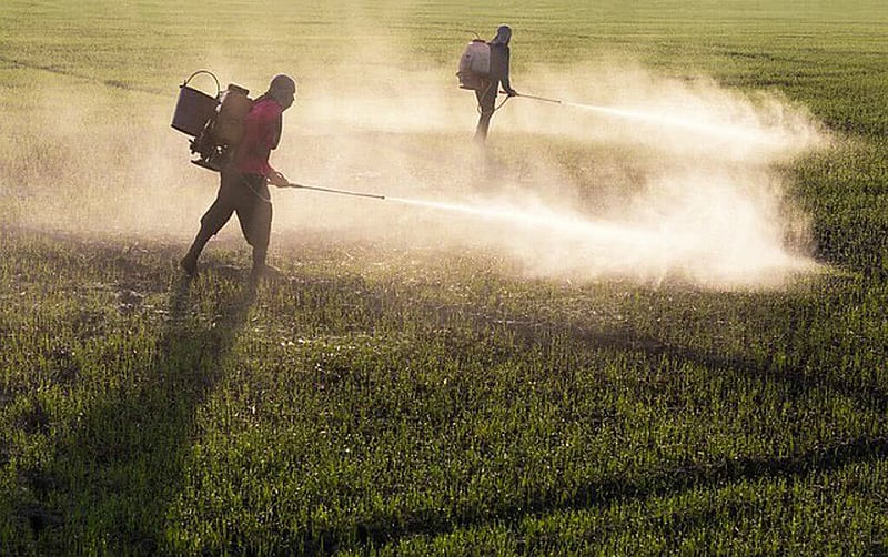 Ministério Público do Trabalho ajuíza ação para que a Anvisa e o governo federal proíbam uso do herbicida glifosato
